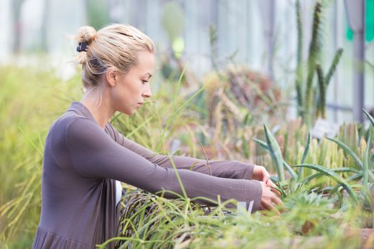 Florists woman working with topical plants and cacti in a greenhouse. 