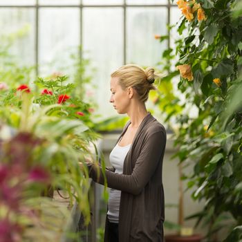 Florists woman working with flowers in a greenhouse. 