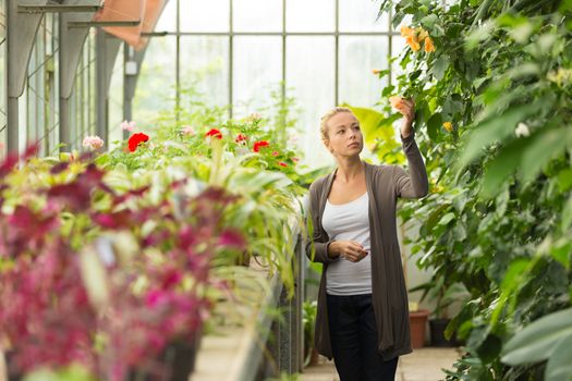 Florists woman working with flowers in a greenhouse. 