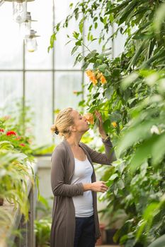 Florists woman smelling flowers in a greenhouse. 