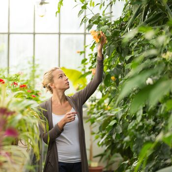 Florists woman working with flowers in a greenhouse. 