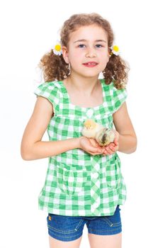 Happy little girl holding baby chickens - isolated white background