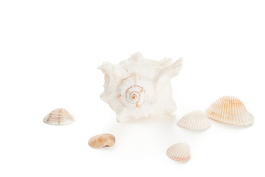 white natural decor ocean empty single spiral seashell with clams