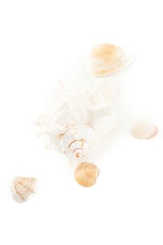 white natural decor ocean empty single spiral seashell with clams