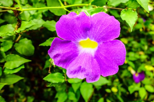 pink  flower in tropical garden,shallow focus