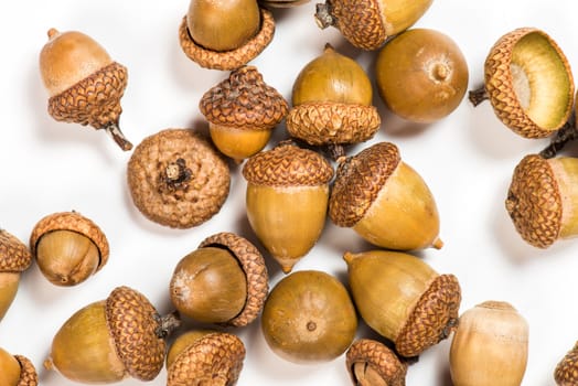 Collection of different oak acorns 