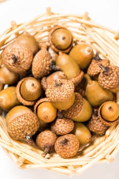 Collection of different oak acorns 