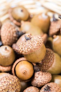 Collection of different oak acorns 