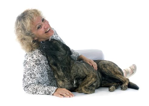 portrait of an holland shepherd with his owner in a studio