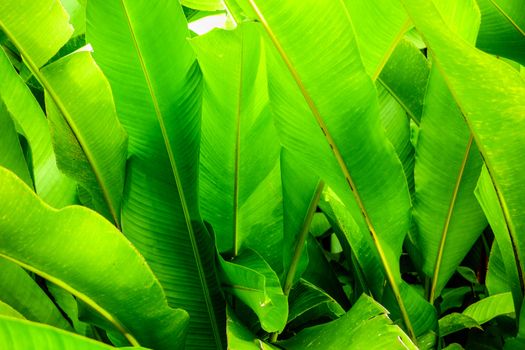 large leaf wall at tropical garden,shallow focus