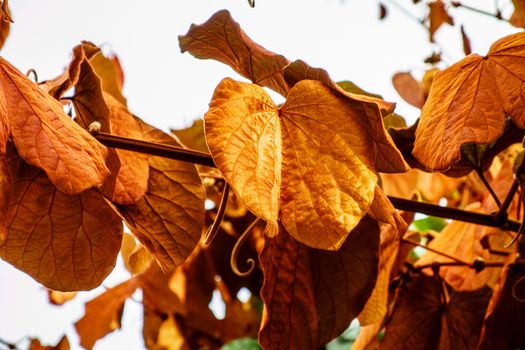 gold color leaf (Bauhinia aureifolia),rare plant in Thailand