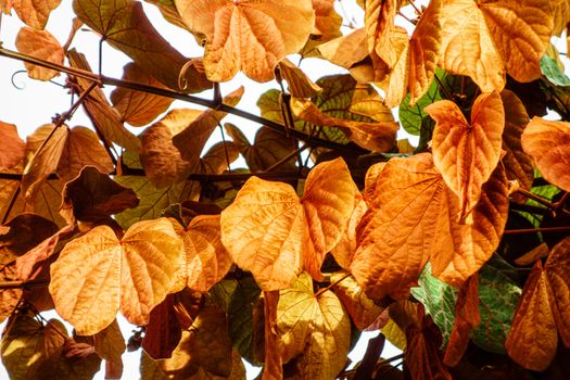 gold color leaf (Bauhinia aureifolia),rare plant in Thailand