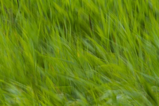 long grass blurred by long exposure in windy conditions