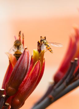 hoverfly on the flower of a cordyline plant