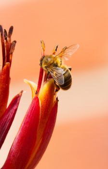 close up of a bee on a cordyline flower