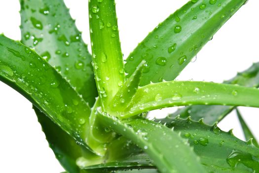 Aloe vera