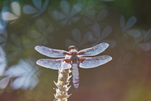 The dragonfly with beautiful bokeh