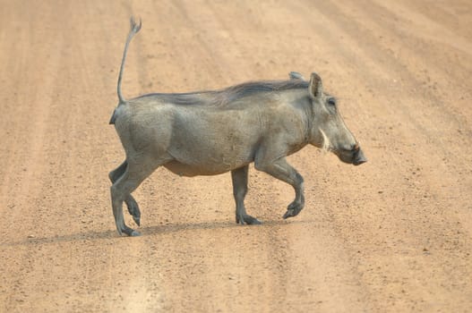 Warthog, wild member of the pig family
