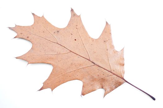 Autumn yellow leaf isolated on white background