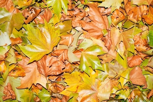 Fallen autumn leafs for background