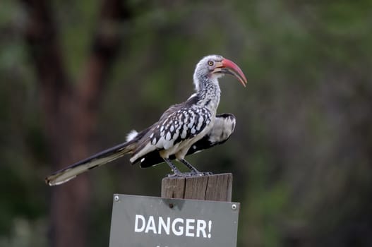 A Southern Red-billed Hornbill in the Marakele National Park, South Africa
