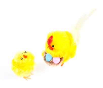 Isolated young Easter chicken and cock isolated on white