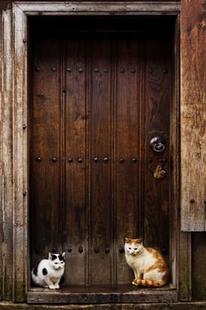 Cats waiting to go inside. Cats sitting by a Barn door
