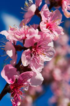 Blossomed apricot tree flower on background of blue sky in a spring day.