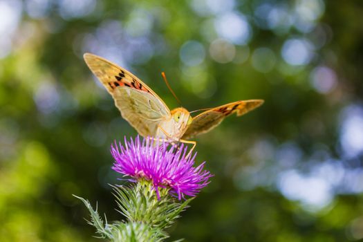 A little butterfly taking a morning sun bath.