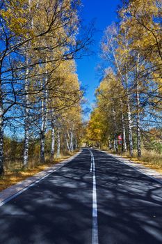 Autumn Birch Forest Road. A road through the forest during autumn