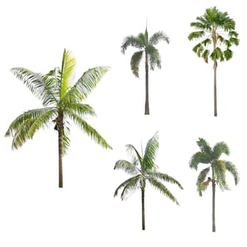 Palm tree on a white background