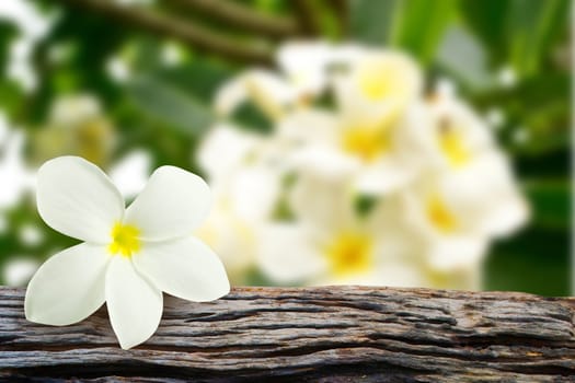 Plumeria (frangipani) flowers with frangipani blur on background 