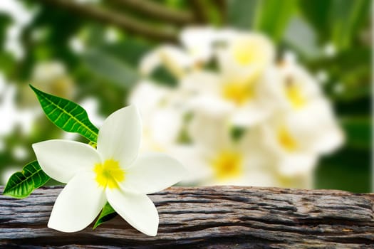 Plumeria (frangipani) flowers with frangipani blur on background 