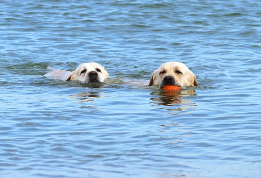 two yellow labradors swimming in the sea with an orange ball