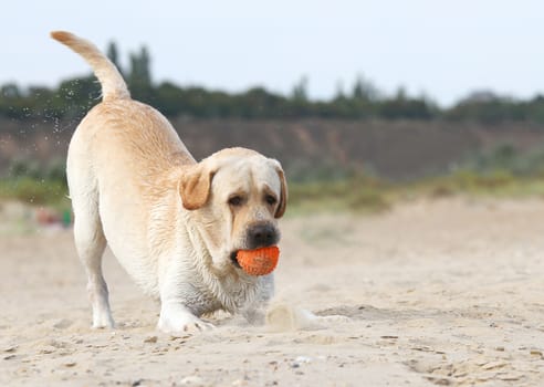 yellow labrador at the sea playing with an orange ball in sand