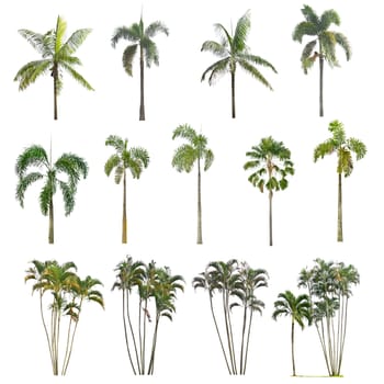 Palm tree on a white background