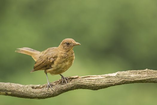 The Clay-colored Thrush or Yiguirro is the national bird of Costa Rica.