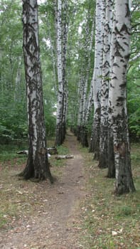 Summer landscape, birch alley in the early
morning