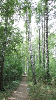 Summer landscape, birch alley in the early
morning