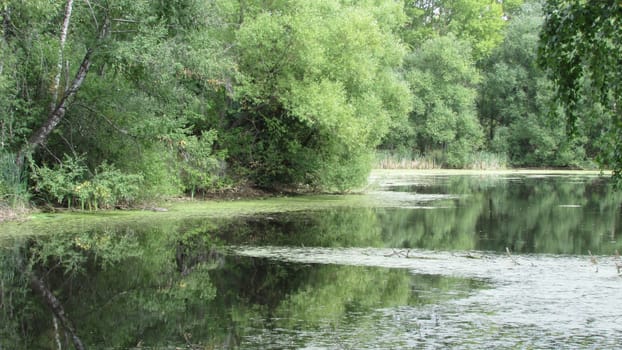 Summer landscape, pond surrounded by trees