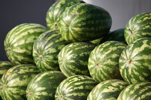 Many big sweet Striped watermelons