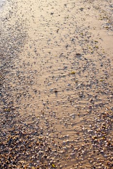 Background image in the form of sand with shells on the sea shore station at sunset