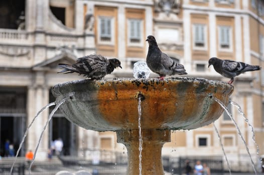 Pigeons in fountain in front of st Maria di Maggiore Basilica, Rome, Italy