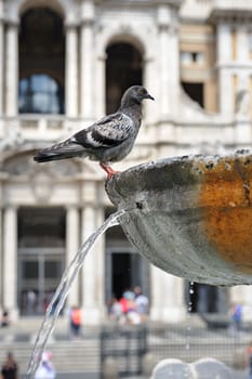 Pigeons in fountain in front of st Maria di Maggiore Basilica, Rome, Italy