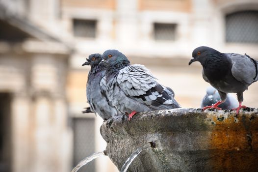 Pigeons in fountain in front of st Maria di Maggiore Basilica, Rome, Italy