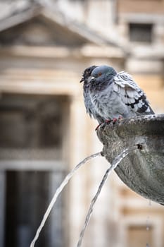 Pigeons in fountain in front of st Maria di Maggiore Basilica, Rome, Italy