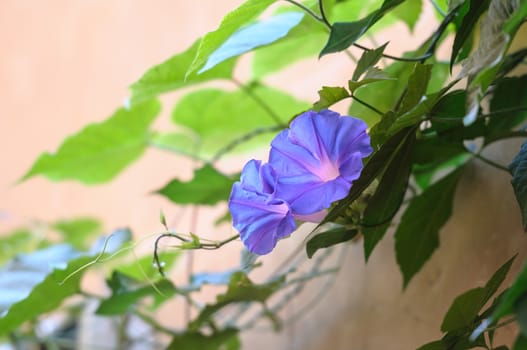 Violet bindweed on beige wall background, selective focus