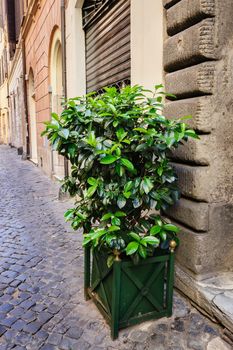 Pipal tree in pot, old streets of Rome, Italy