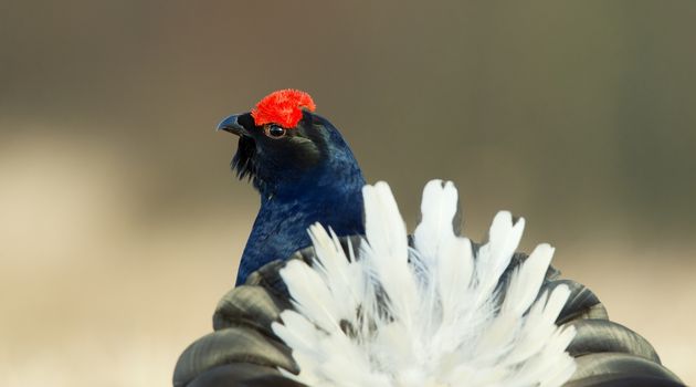 Lekking Black Grouse ( Lyrurus tetrix) Portrait. Early morning. Sunrise