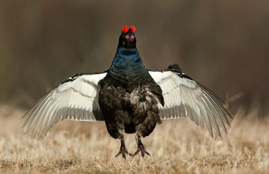 Jump of Lekking Black Grouse ( Lyrurus tetrix). Early morning